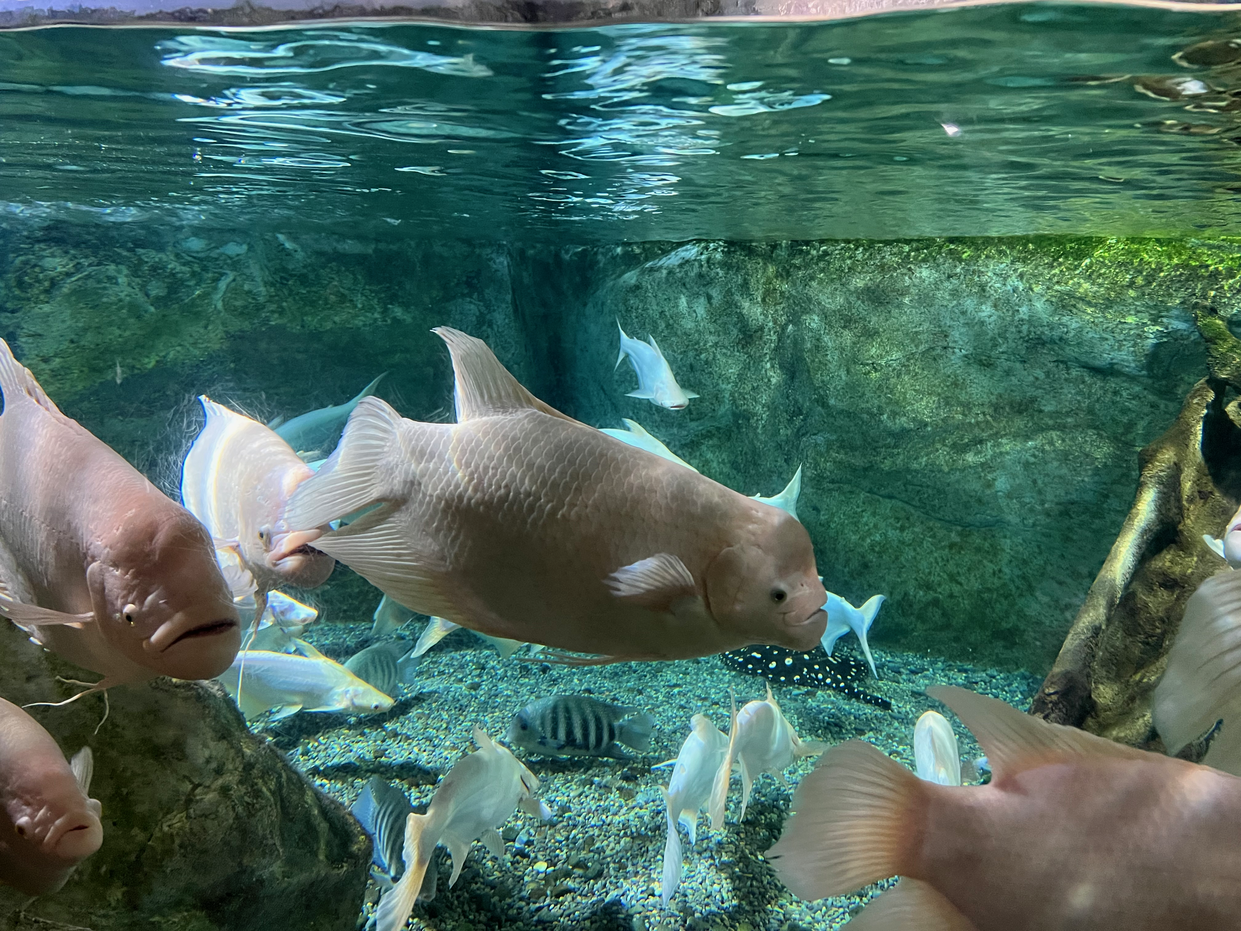 coex水族馆